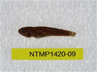 藏品(泰加拉鯔鰕虎魚)的圖片